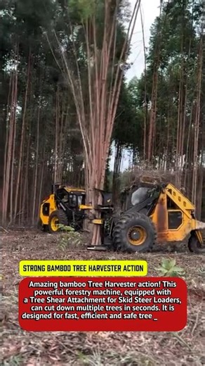Strong Bamboo Tree Harvester Action | Skid Steer Tree Shears Cut Trees Fast!.