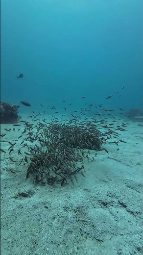 A "cloud" of sea catfish above the sandy seabed.