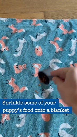 18 reactions | Celebrating your dogs first birthday? Be sure to swap musical chairs and pass the parcel for some games your dog will really enjoy.  For all our fun pet birthday ideas visit  https://bit.ly/PetplanBirthday | Petplan UK | Facebook