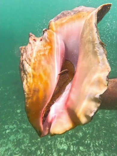 Queen Conch, Concha Reina #underseaworld #mundosubmarino #queenconch #conchareina #aligergigas