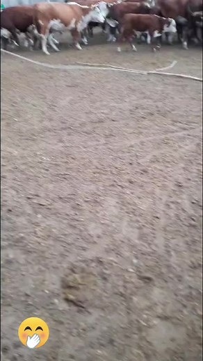 Herding Cattle in Farm Enclosure