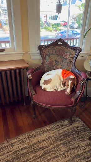 Nap time!😴 | Dan the Pet Man