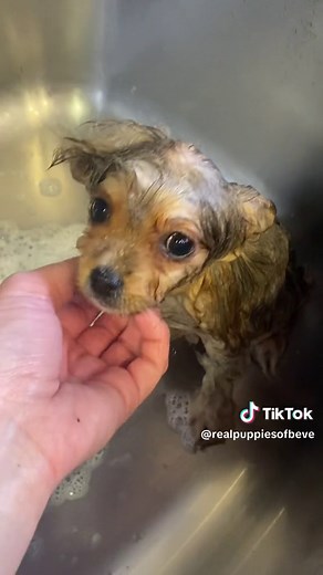 Lol’ing at this autocut from tiktok. Love clean puppies 🐶 #foryoupage #fyp #fypage #viral #viralvideo #puppy #puppiesoftiktok #funnyvideos #foryou #pomeranianpuppy #funny #fypシ゚viral #bathtime #pomeranian #frenchie #toypoodle #yorkie #maltipoo #akc #puppylife
