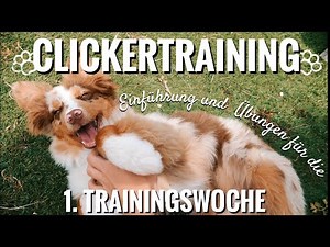 Clicker training with puppies - tips for beginners and specific first exercises | Dog training