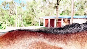 5.3K views · 150 reactions | For those interested in Raindrop Massage...