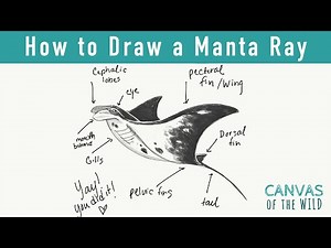 Day 10: How to Draw a Manta Ray