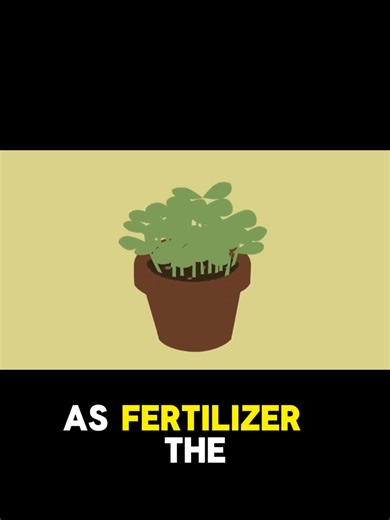 Discover the incredible transformation of food waste into nutrient-rich fertilizer through worm castings! This clip explains the decomposition process and its benefits. #organicfarming #vermicomposting #vermicast #earthworm