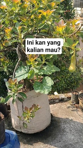 How to Make Fruit Trees in Pots Bear Fruit Quickly #containergardening