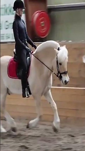 Norwegian Fjord! #fjordnorway #fjordhorse #horsebreeds #horse #equine #agriculture #farming