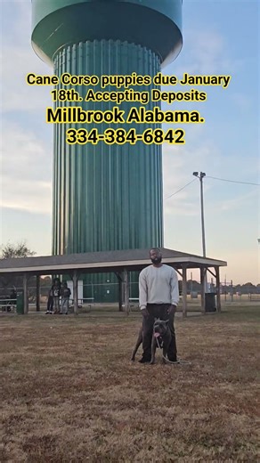 AKC ICCF Cane Corso Puppies Available January 18th 2026