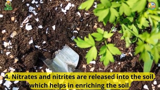 Nitrogen Cycle | Nitrification | Denitrification | Biological Nitrogen Fixation JEAS Online MCQs https://jeas.agropublishers.com/free-online-mcq-test/ JEAS Website www.jeas.agropublishers.com #nitrogen #NitrogenCycle #nitrogenfixer #nitrogenfixation #nitrogencycling #biologicalnitrogenfixation #soilhealth #ecosystemservices #environmentalscience #nitrification #Denitrification #plantgrowth #ecology #environmentalecology | Journal of Environmental & Agricultural Sciences - JEAS