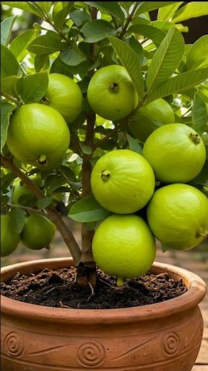 🌱 How to Propagate Guava Tree Fast | Step-by-Step Guava Growing Guide