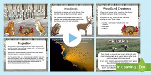 Woodland Animals in Winter PowerPoint