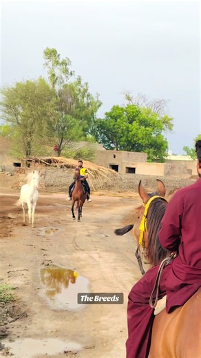 #TheBreeds #equestrian #HorseLife #studlife #horse