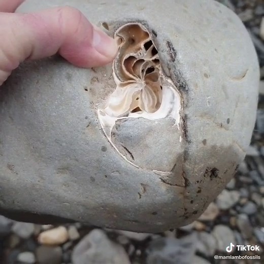 Mamlambo Fossils on TikTok