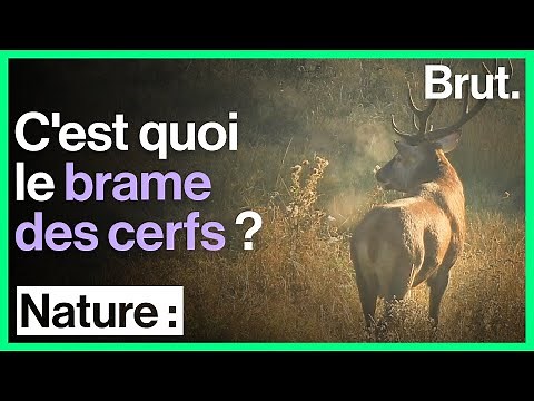 A night in the forest to observe the roar of the deer