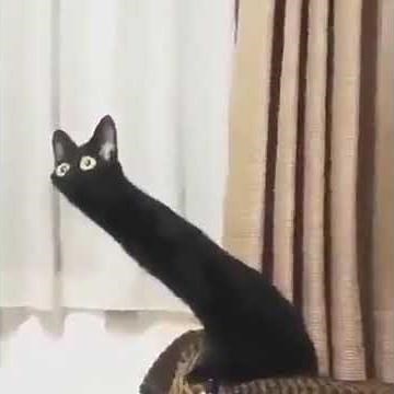 content aware scale black cat distorted mii channel music