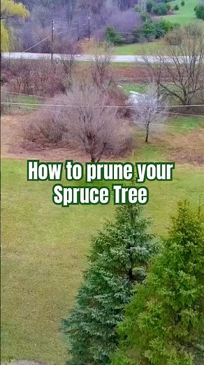 DIY How to Prune your Spruce #tree #diy #doityourself #treepruning #sprucetree ‪@TheTreeStylist‬