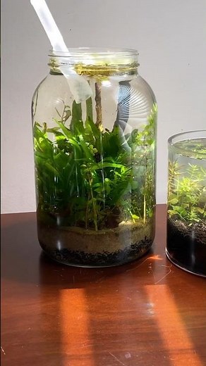 How To Get Rid Of Planaria In Your Fish Tank #aquarium #fish #planaria #aquascape #plantedtank