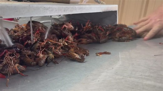 Crawfish season could arrive early in East Texas, with hopes for a longer run