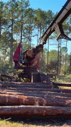 Texas Logging Adventures with Cats and Wheelers