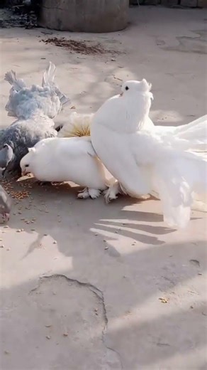 Beautiful Fantail Pigeon Showing Full Tail | Amazing Bird Video 🕊️✨