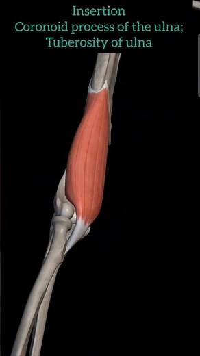 Brachialis muscle anatomy