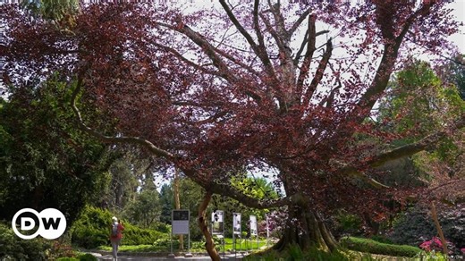 Ancient trees — nature's timeless treasure