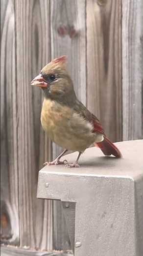 Female Northern cardinal (red bird) #nature #beautiful #cardinal #life