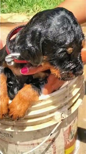 A dog's love is pure, unconditional, and unwavering. Life is just better with a furry bathing dog 🐶🐕