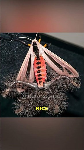 Creatonotos Gangis | The Alien Moth