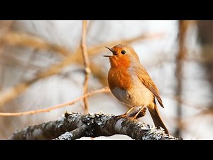 European robins singing