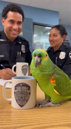 “Pretend you didn’t hear half of what you did—and repeat the other half with ‘Yes, dear#parrot#sora