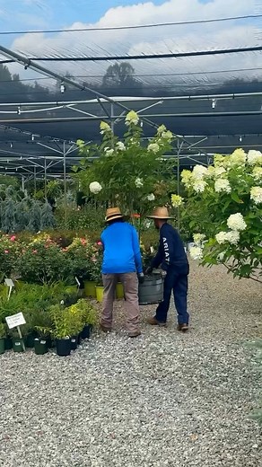 We have plenty of Hydrangea trees to choose from! 👏 We just restocked them yesterday, you can find these beauties around the front of our garden center! 🌱 | Settlemyre Nursery
