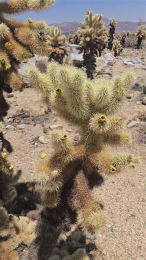 Chola Cactus garden Joshua Tree National Park