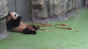 15K views · 595 reactions | I experienced the happiness of bamboo shoots falling from the sky! (Chengdu Egg Pancake) #HiPanda #ChengduPandaBase Sweet memories of panda baby and mom, please check out: https://t.hk.uy/bBwP | iPanda | Facebook