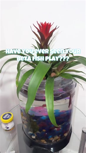 Discover How Astro the Beta Fish Enjoys His Aquaponics Tank