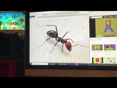 Madrigal ABC Animals