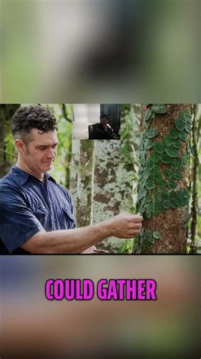 Indigenous Wisdom: 50,000 Years of Rainforest Secrets Revealed! #shorts