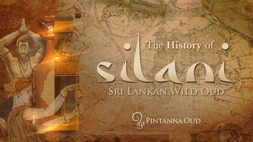 Did you know how Silani Oud was discovered? The story of "Silani" oud is a historical secret uncovered by very few. When the silk route was created, Sri Lankan oud was considered as precious cargo that was sent to the Middle East. But even before its international trading began, Silani Oud was a spiritual tree that was harvested by Ceylonese Kings for its dominating fragrance and calming effects. Silani Oud comes from a tree locally known as Wallapatta, and it is endemic to Sri Lanka. Throughout