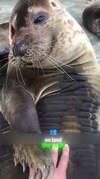 This Seal Thought A Human Was Drowning & Tried To Save Him | Cute And Wild Seal Behavior Explained！
