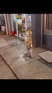 1.1M views · 41K reactions | Amazingly Beautiful❤️ #cat #catlover #catofinstagram #catsoftiktok #funnypets #funnyanimals #explorepage #viralreels #fyp | Albertoyusei | Facebook