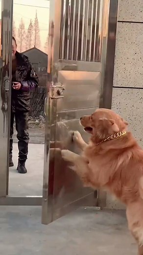 Wherever there's a Golden Retriever, this old man can forget about smoking.😅 #funny #viral #golden | Golden Labrador