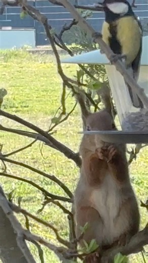 Meise und Eichhörnchen 🐿️ sind Freunde #feeding