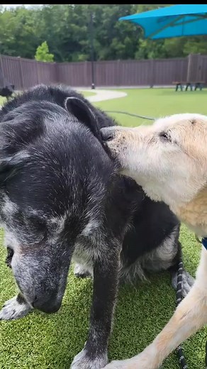 136K views · 10K reactions | As Macha gets wiser with age, he's discovered the ultimate fountain of youth - Murray's Magical Lick Therapy! #oldfriends #seniordog #ofsds #letmetellyouboutmybestfriend #BestFriends #dog #shelter #doglover | Old Friends Senior Dog Sanctuary | Facebook