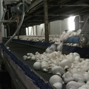 This mushroom harvesting machine is fully automatic -- from sorting, to cutting to packaging 🍄 For more stories visit ph.yahoo.com | Yahoo Philippines