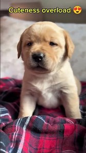Cute Cute Labrador Puppies 😍 | Heart Melting Moments 🐾