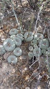 I used to think being completely aware of my increasingly finite time on this rock was a curse… but I’ve realized knowing I’m here for a speck of time in terms of the big picture has certainly pushed me to seek out the things that make every second feel as intensely as I can imagine. One of those things for me is cacti, and I know I wouldn’t have chosen this path were it not for that awareness of how short our lives are 💚🌵 #cactus #cactiandsucculents #cactusysuculentas #lophophora #lophophoraw