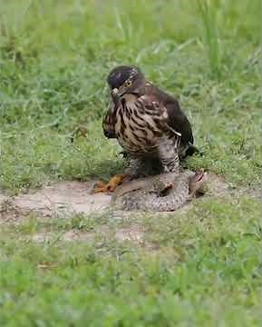 Eagle eating snake Alive.