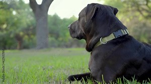 A medium shot of a Black and Brown Rhodesian Ridgeback mix with Labrador Retriever laying down and resting. The dog is looking around and watching for movement in the background of the shot. Clip 2